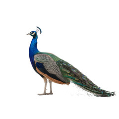 Fototapeta premium peacock isolated on white background 