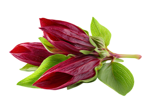  Roselle leaves half slice