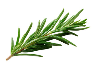 Fototapeta premium Rosemary half slice
