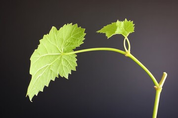 Fototapeta premium Close-up of grape stems and green leaves on a black background, showing rich texture and detail, suitable for botanical and natural themes