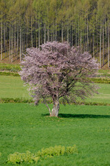Lone Cherry Blossom Tree in Kamigoryo, Furano, Hokkaido, Japan in May with Snowy Mountains