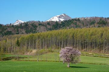 北海道・富良野 上御料の一本桜（5月）