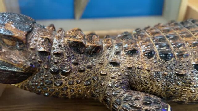 Close-up of detailed crocodile taxidermy with textured scales.