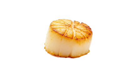 Seared Scallop on Orange Background - Fresh Seafood Close-up