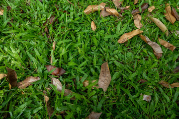 dry leaves on green grass