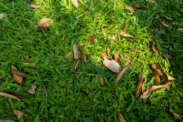Obraz premium dry leaves on green grass