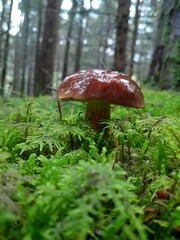 mushroom in the forest