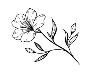 Elegant Hand-Drawn Flower Illustrations with Delicate Line Art
