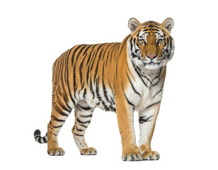 Isolated majestic tiger standing tall, embodying balance between grace and dominance PNG