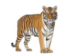 Isolated majestic tiger standing tall, embodying balance between grace and dominance PNG