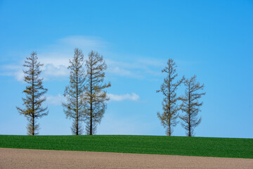 北海道・美瑛 マイルドセブンの丘と青空の風景