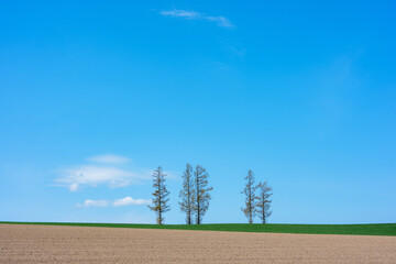 Mild Seven Hill in Biei, Hokkaido, Japan with Blue Sky and Trees