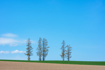 北海道・美瑛 マイルドセブンの丘と青空の風景