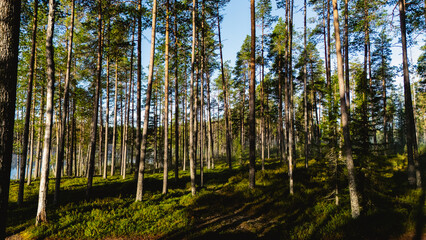 Experience the tranquil atmosphere of Hossa National Park, Finland. Tall pine trees create a peaceful woodland setting, perfect for nature lovers and outdoor enthusiasts.