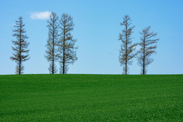 Mild Seven Hill in Biei, Hokkaido, Japan with Blue Sky and Trees
