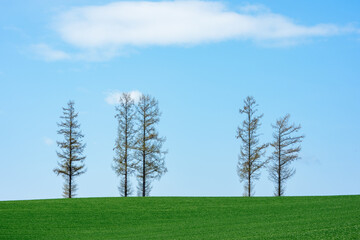 北海道・美瑛 マイルドセブンの丘と青空の風景