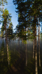 Obraz premium Experience the tranquil atmosphere of Julma Olkky Canyon Lake, surrounded by tall trees in Hossa National Park, Finland. Morning mist enhances the natural beauty of this picturesque location.