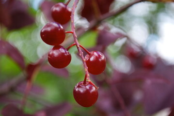 cherries in a tree
