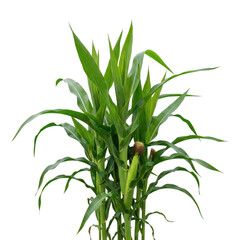 Fototapeta premium Green plant isolated on transparent background