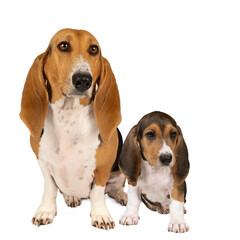 French basset artesien normand female and puppy sitting and seen from the front isolated on a white background