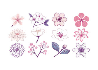 Elegant Floral Collection Featuring Delicate Pink and White Blooms Isolated on White Background Botanical Illustration Vector Art