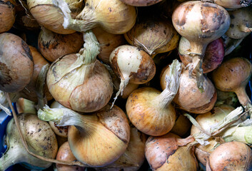 Close-up of fresh onions placed in a box.