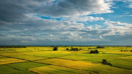 Obraz premium A wide shot of golden fields, bordered by distant trees under a bright sky with clouds
