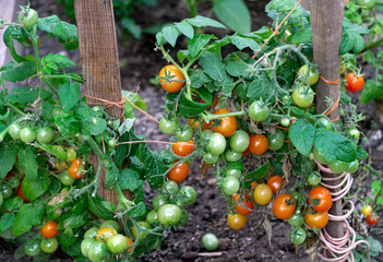 Red and green tomatoes in the greenhouse. New harvest.