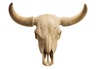 Detailed Cow Skull with Grooved Horns on Background animal bone isolated on a transparent background