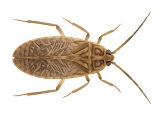 Detailed Top View of a Small Tan Insect with Textured Wings macro close-up isolated on a transparent background