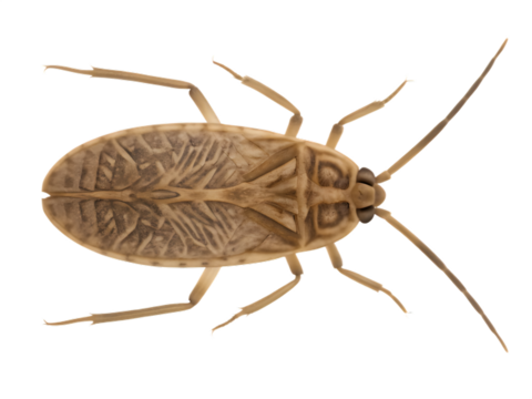Detailed Top View of a Small Tan Insect with Textured Wings macro close-up isolated on a transparent background - Powered by Adobe
