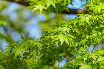新緑に輝く青空の下のモミジの葉