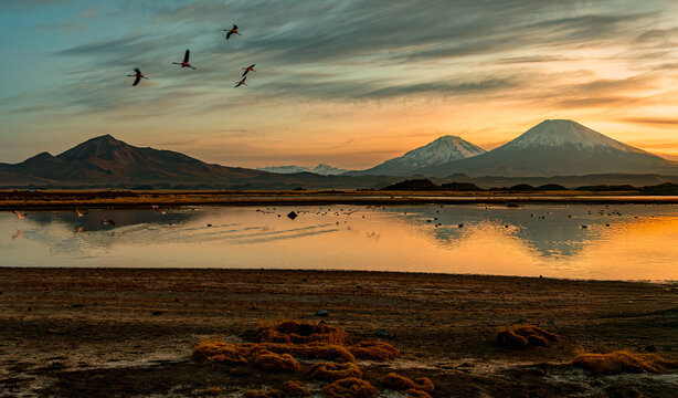 Flamants roses devant le Parinacota