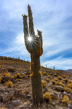 Cactus g&eacute;ant de Colchane