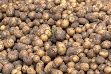 Harvested tubers of the new potato crop in a rural area.