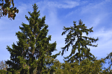 trees and sky