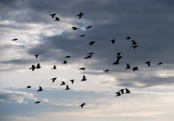 Ein Schwarm Tauben vor einem wolkigen Himmel
