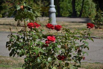 flowers in the garden