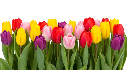 Bright row of multicolored tulips on white background, studio isolation spring flower bouquet concept