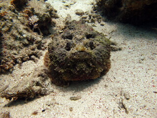 Stone fish - Synanceiidae. Ocean wart - this fish of the family Synanceiidae grows up to 27 cm. It lies motionless on the bottom for hours, waiting for prey. One of the world's most poisonous fish.