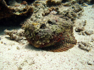 Stone fish - Synanceiidae. Ocean wart - this fish of the family Synanceiidae grows up to 27 cm. It lies motionless on the bottom for hours, waiting for prey. One of the world's most poisonous fish.