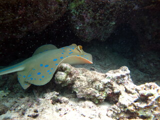 Stingrays - Batoidea  Taeniura lymma. Stingray Family, Spotted Stingrays. Taeniura lymma.