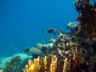 Colorful tropical fish on a coral reef, amazingly beautiful fairy world. In the coral gardens of the Red Sea.