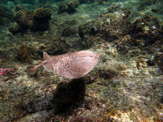 Stingrays. Leopard Electric Stingray - This electric stingray grows up to 100 cm and feeds on fish and bottom dwellers.