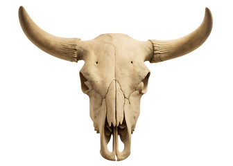 Front view of a bull skull with prominent curved horns against a background isolated on a transparent background