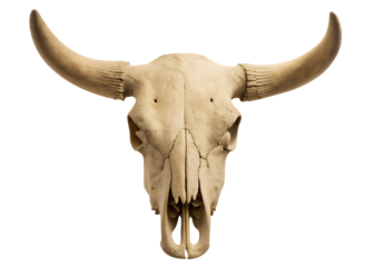 Front view of a bull skull with prominent curved horns against a background isolated on a transparent background