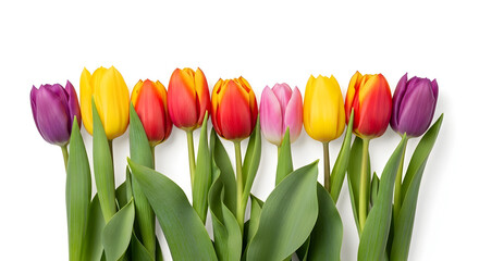 Bright row of multicolored tulips on white background, studio isolation spring flower bouquet concept