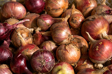 Fresh purple onion close-up, new harvest.