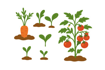 Vegetable garden growth stages vector set. Carrot in soil, tomato plant with ripe fruit, and green seedlings or sprouts. Organic farming and healthy food concept.