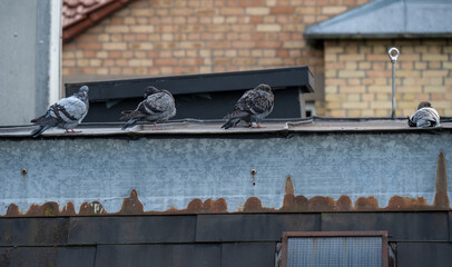 Zwei Stadttauben sitzen auf einer Brüstung
